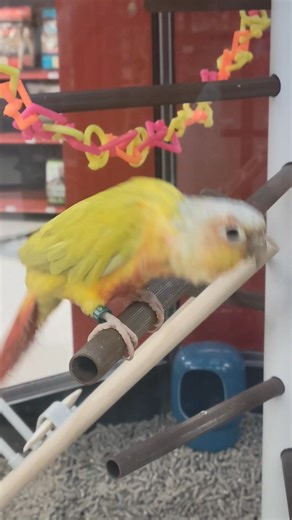 5 comments | Just passing the time talking to this beautiful sun conure boy! The sun conure is a brightly colored, social, and intelligent parrot native to northeastern South America. Known for their vibrant yellow and orange plumage, they are a long-term commitment as pets, with a lifespan of 15-30 years. #Parrot #Bird #DancingBird | Kayla Mae Hescock | Facebook