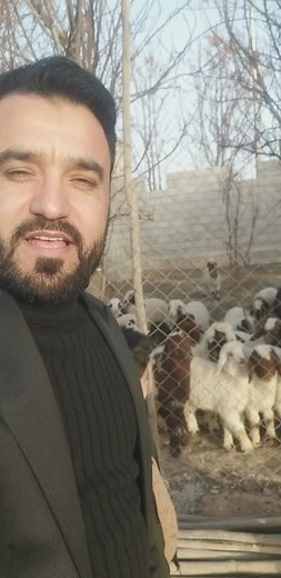 Adorable Goats in a Farm Setting: Fun Interactions