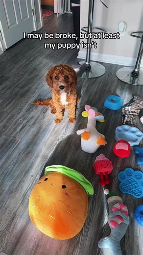 Heartwarming Moments with My Cavapoo Puppy