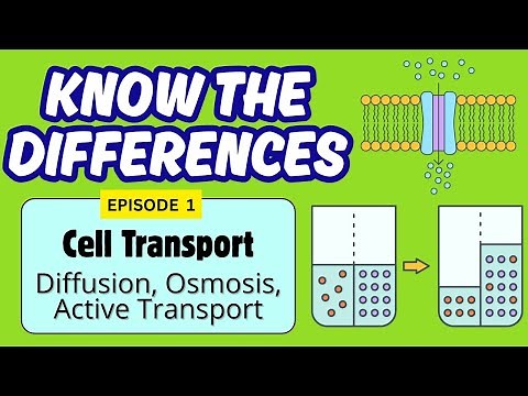 Cell Transport| Diffusion, Osmosis, Active Transport