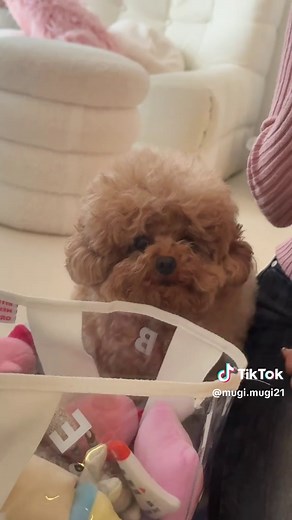 可愛いトイプードルのおもちゃと甘えん坊