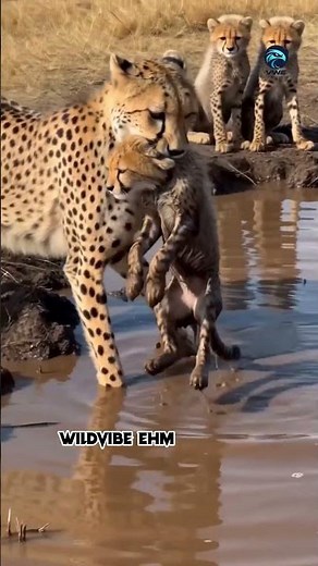 Watch This Cheetah Mom Save Her Baby 🥺 #naturelovers #wildliferescue #animals #wildlife