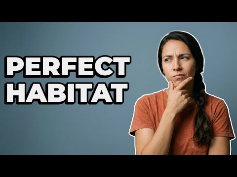 What Is The Right Tank Size For A Bearded Dragon?