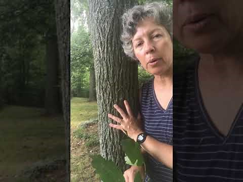 Carya glabra (pignut hickory)