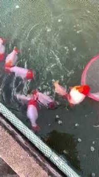 There are some unqualified red and white ranchu goldfish in this batch! Can you find it? #goldfish