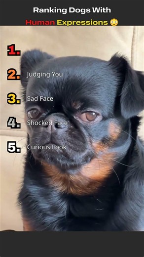 These Dogs Have Human Expressions 😳