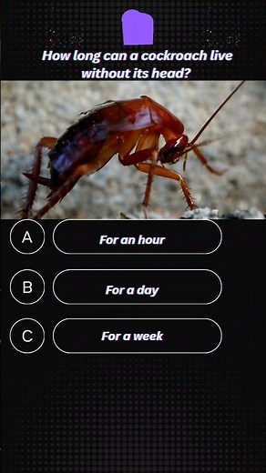 How Long can a Cockroach 🪳 Live Without its Head? #triviatricks #quiztime