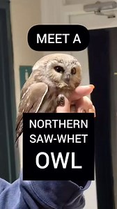 #WildlifeWednesday #EarthWeek Meet one of the smallest (and arguably cutest) owls in North America! In this video, former SERC intern Nina Chung (@evolutionina) explains how scientists are tracking the owls’ secretive migrations through a nationwide bird banding effort called Project Owlnet. Northern saw-whet owls are roughly the size of a human hand. They’re difficult to spot because of their tiny size and mostly nocturnal habits. But if you live in the northern U.S. or southern Canada, odds ar