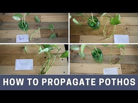 How to propagate pothos
