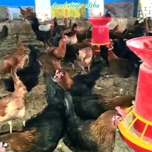 How India is Innovating Agriculture (and Feeding the World) sonali😱😱 #shorts #desi birds😍😍