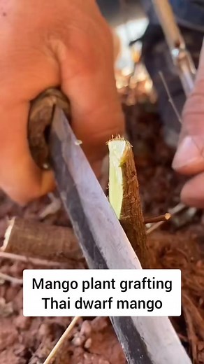 Grafting technique #reels #diy #reelsfb #shampysgarden #thaiMango #chinamango #apple #fruitplant #roses #bougainvilleas #plants #art #skills | Shampy Ghai