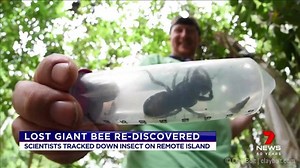 Nearly 40 years after it was thought to have been lost scientists have re-discovered the world's largest bee. www.7plus.com.au/news #7News | 7NEWS Brisbane