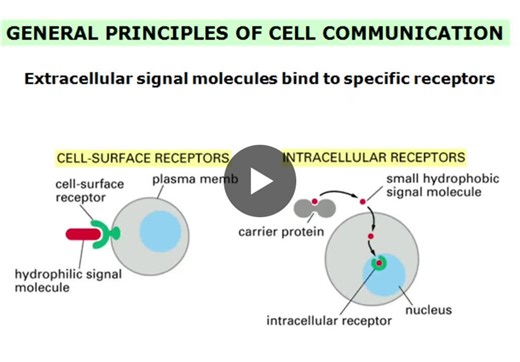 How cells communicate: principles and types of signaling | Ajeet Kumar Maurya posted on the topic | LinkedIn