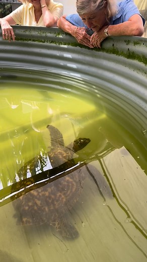 OUR LITTLE WARRIOR Two years ago, a tiny hawksbill turtle was pulled from a ghost net — starving, exhausted, and so tightly entangled that his back left flipper had to be amputated. He had been trapped at the surface for so long that he could no longer dive, no longer feed, no longer live the way a turtle should. But Cairns Turtle Rehabilitation Centre doesn’t give up on fighters. For two years, Jenny and her dedicated volunteers poured their hearts into this little turtle’s second chance. They
