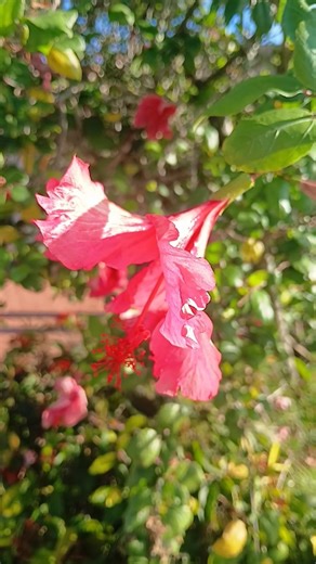 Cute Hibiscus Flowers China Rose 🌺 #flower #flowers #hibiscus #chinarose