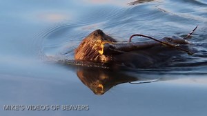 In cold climates, beavers spend much of their autumn building a food cache near their lodge to get through winter. In this video, a Saskatoon beaver is dragging a tree upstream to add to the food cache. It’s all in a day’s work for a busy beaver. #beavers #WildlifeWednesday #animals PS … Sorry for the heavy breathing in the background. I had been watching the beaver with this tree further downstream, and then I ran upstream so I could film him swimming by. Fat guys breath heavy for a while after