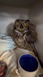 Our formerly paralyzed owl is standing!😁 | Wild Heart Ranch