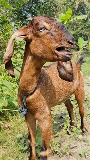 Authentic Goat Sounds from Village | Goat Baa Baa, Natural Goat Voice Part 3 by Tobibul