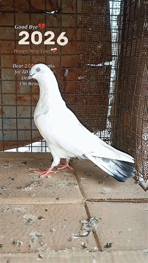 The Fascinating Evolution of Pigeons #pigeon #kabootar #pigeonbird #birdspecies #shorts
