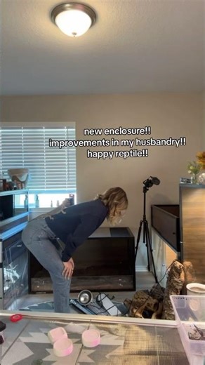 have you seen my new blue tongue skink enclosure build?vv 🤌🏻🦖