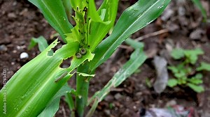 In the maize field, the armyworm attack the maize leaves, causing damage to the maize leaves, attack of The fall armyworms on maize or corn crop. Stock Video