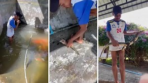 Hungry monitor lizard caught red-handed in attempted koi pond heist