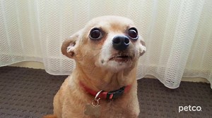 PETCO TV Spot, 'Vet Services'