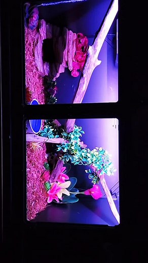 Finally installed some lights in Macchiato's enclosure and decorated while I had her out. #ballpython #snake #snakesoftiktok #enclosuresetup