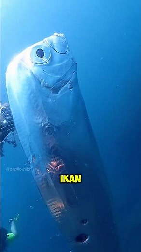Why Is This Fish Called a Doomsday Fish? 🐟