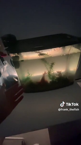 Fish Care Tips After Vacation