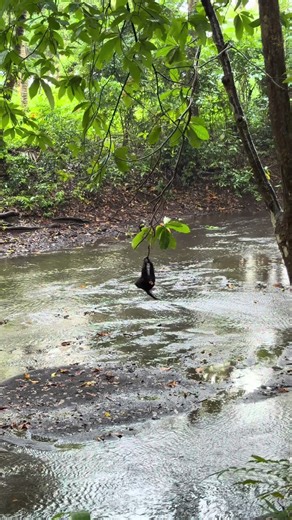 Exploring the Sulawesi Crested Macaque: Habitat and Behavior