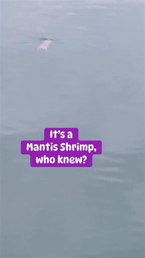 🦐Wow, have you ever heard of a Mantis Shrimp? #shrimp #floridakeys #mantisshrimp | Howard Livingston and The Mile Marker 24 Band