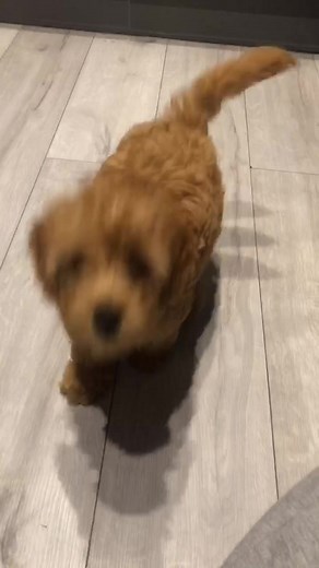 Meet Olive, My Adorable Cockapoo Puppy 🐾