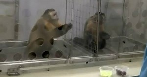 Capuchin Monkey Experiment: Watch how they react to unequal pay