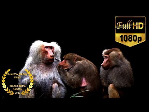 Cute White Monkey Baboon | Best Monkey Moments | Black Background Screensaver 1080p HD