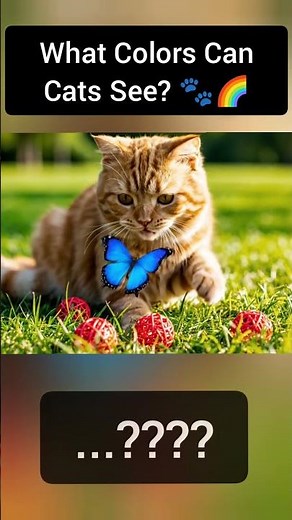 What Color Vision Do Cats Have? 🐈 | Baby Knowledge Network | bkn