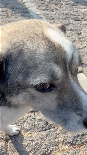 【🇬🇪】ジョージアのクロニクルで出会った、トビリシの犬 #travel