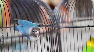 A pair of love birds in a cage, love birds, green and blue pet birds. Their name comes from the commonly observed behavior that a pair of love birds will sit close to each other and cherish each other