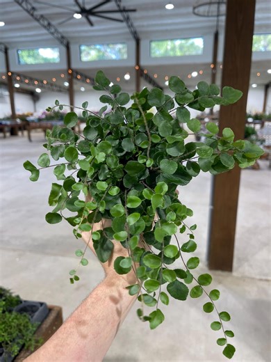 Button Fern 4” - Etsy