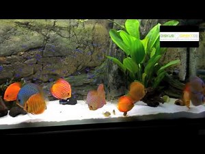 Stendker Diskusfische von Diskus-Direkt im Kundenaquarium