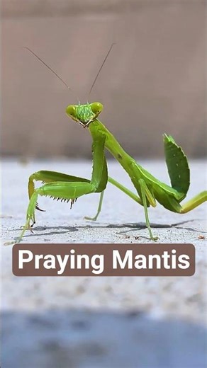 Small but Ruthless: The Praying Mantis