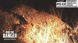 WILDlife: Leopards Pairing At Night