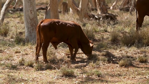 Buffel Grass: The role of buffel grass in beef industry