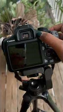 Canon Rebel T6 Camera Features Setup Part 1 | Beginner Photographer | DIY Photography By Me Monique