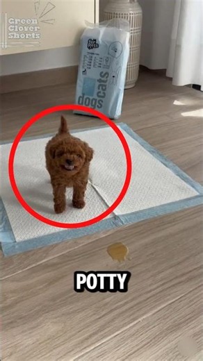 This Puppy Technically Followed the Rules 😳