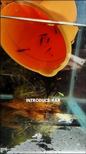 How to setup✅your shrimp tank || cherry shrimp || tank set-up || low-tech✅||#tank #shrimp