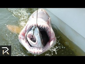 15 Strangest Things Discovered Inside A Shark's Stomach