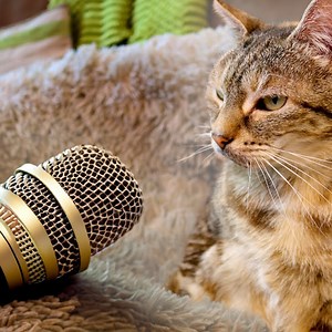 431K views · 9.4K reactions | A purr-fect end to 2023 | Guinness World Records | Facebook