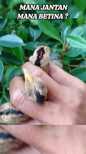 How to distinguish male and female green jungle fowl chicks #trendingshorts #experiment