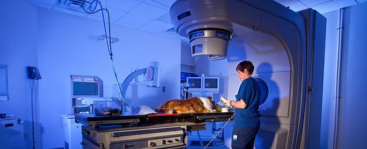 Oncology - BluePearl Pet Hospital